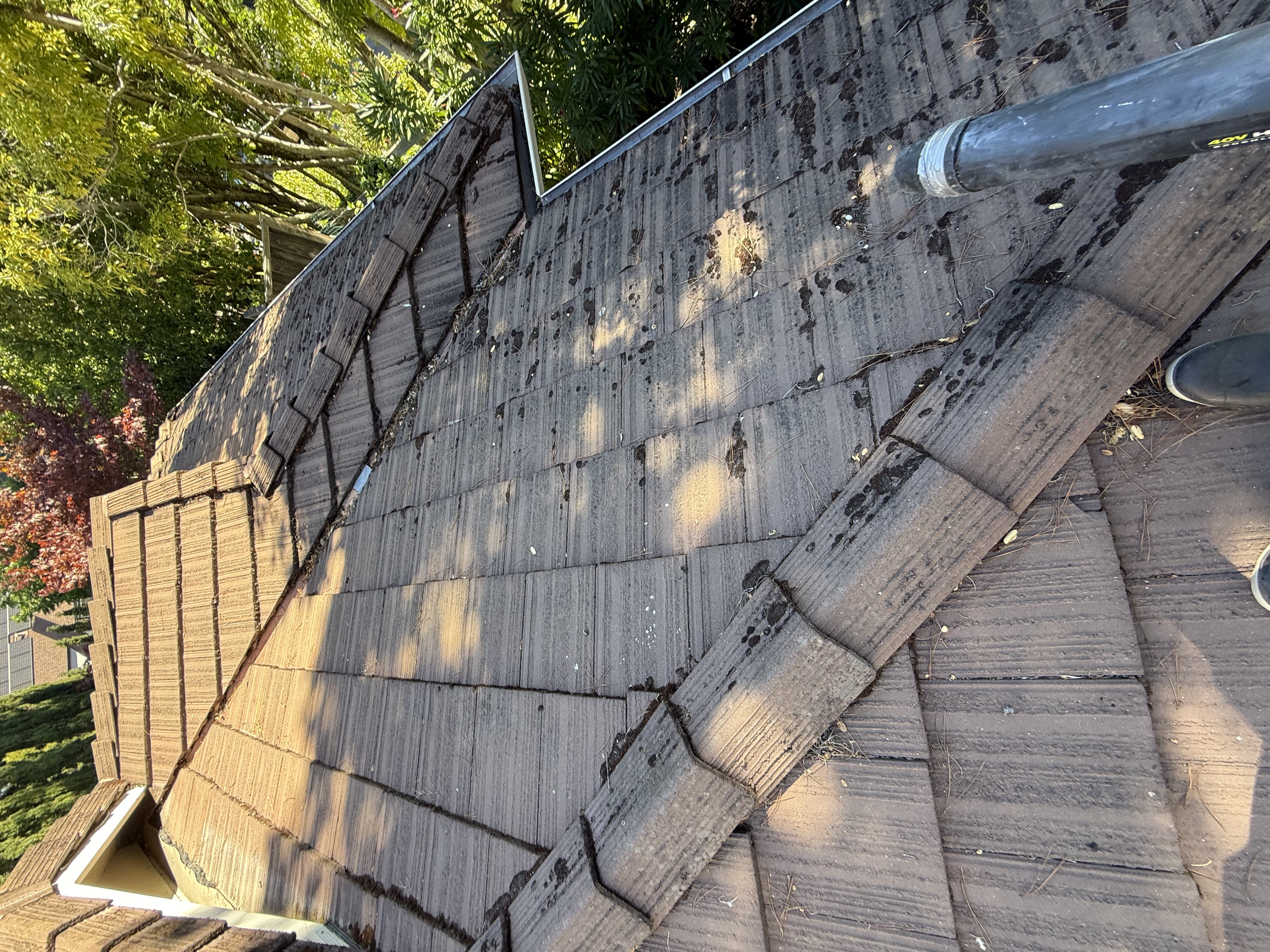Before — Atherton roof section with lichen growth before treatment