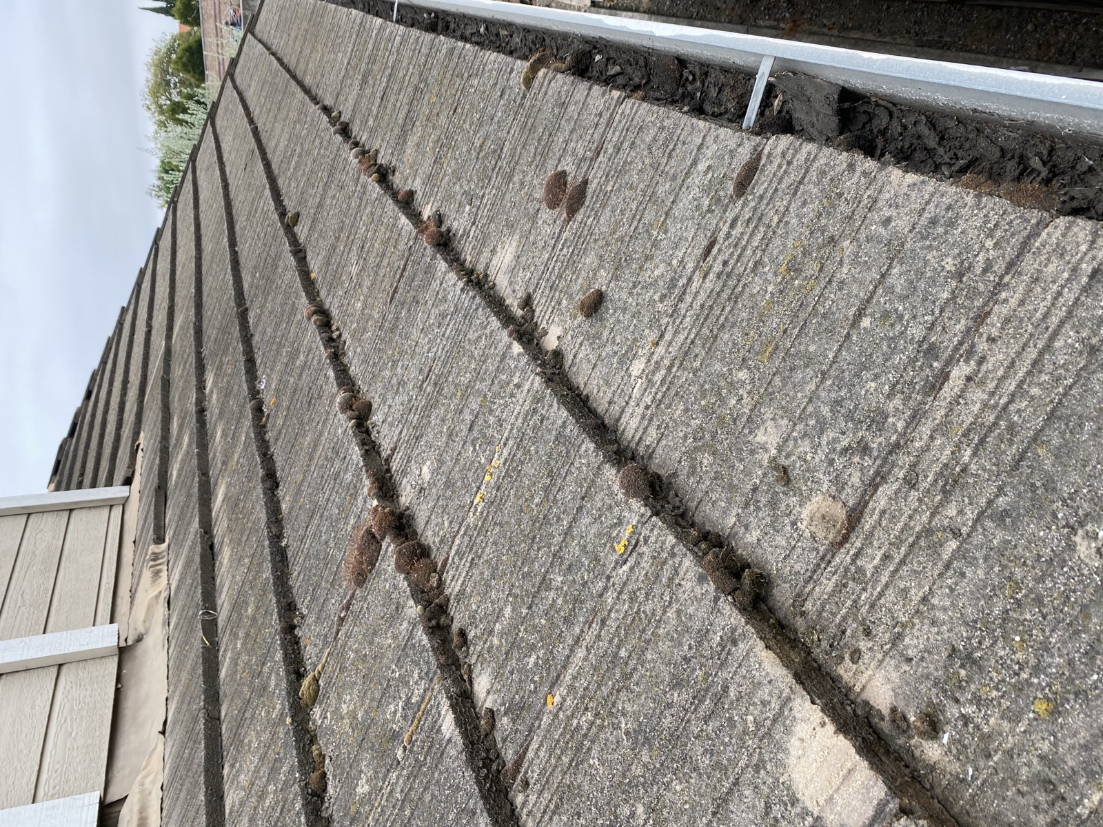 Before — Fremont flat concrete tile roof with algae and dark biological staining