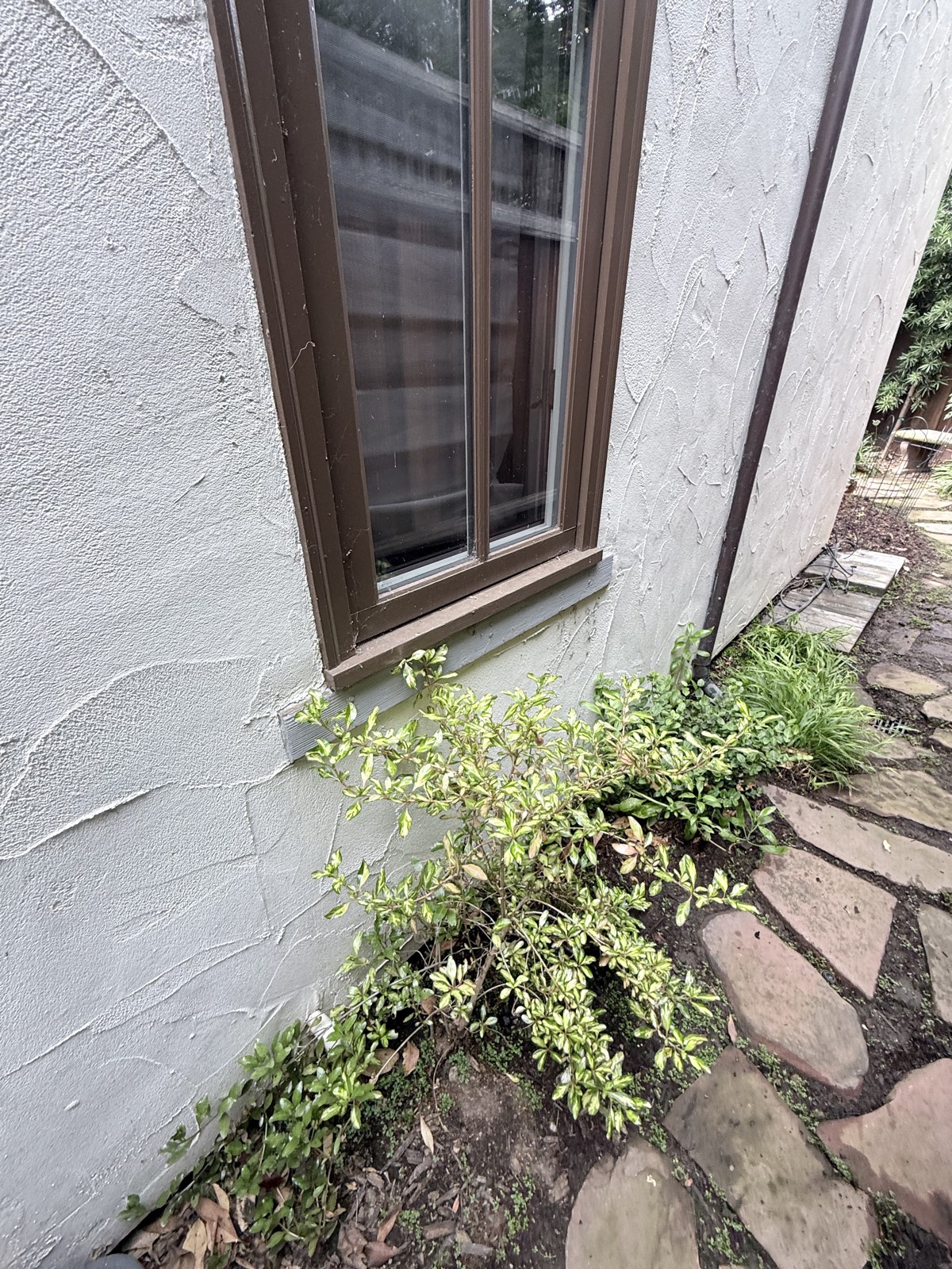 Before — tall brown-framed window in Los Gatos with webbing on the frame, shrubs and flagstone path below