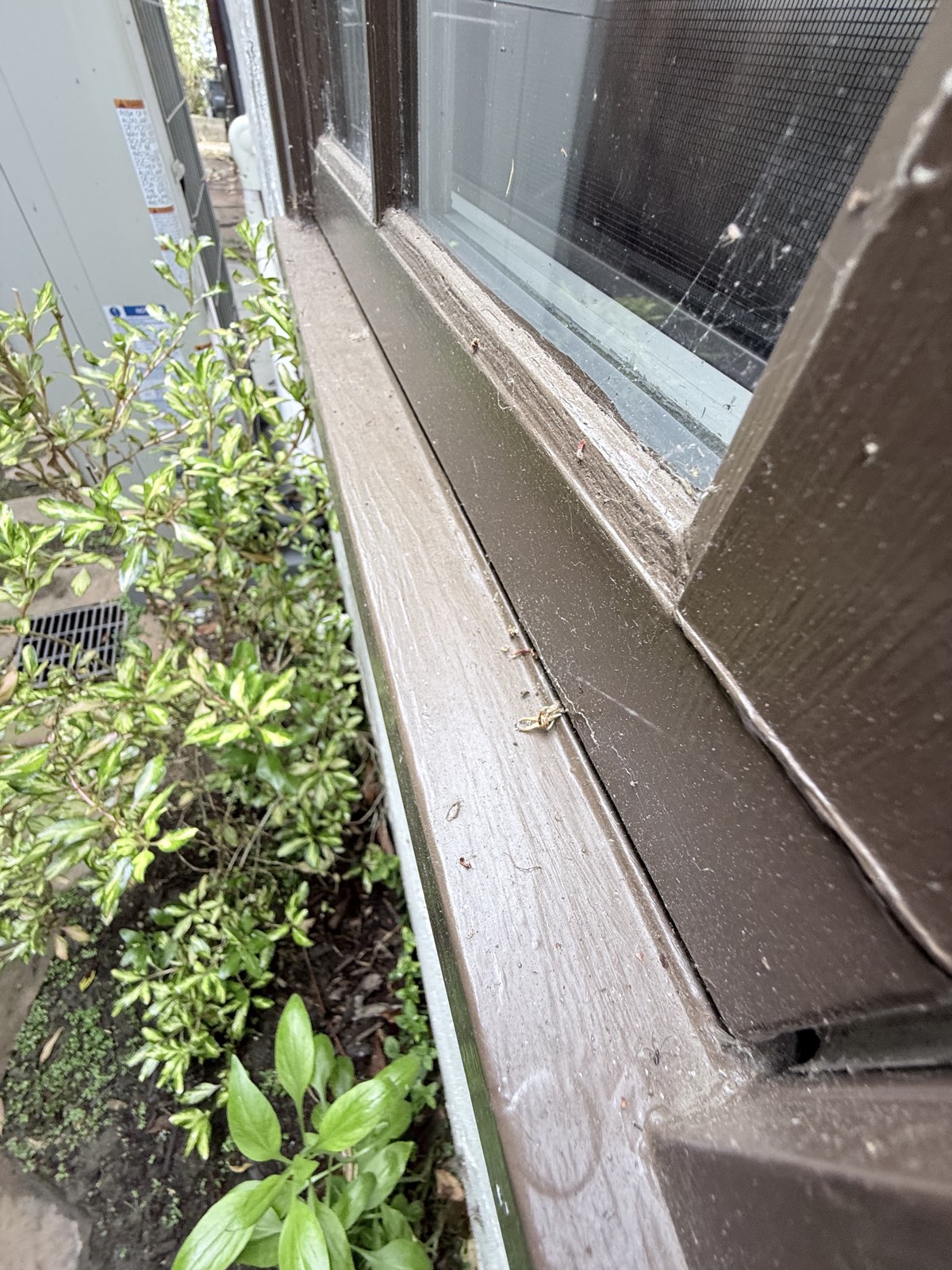 Before — close-up of a Los Gatos window sill with dust film, webs, and insect debris along the screen