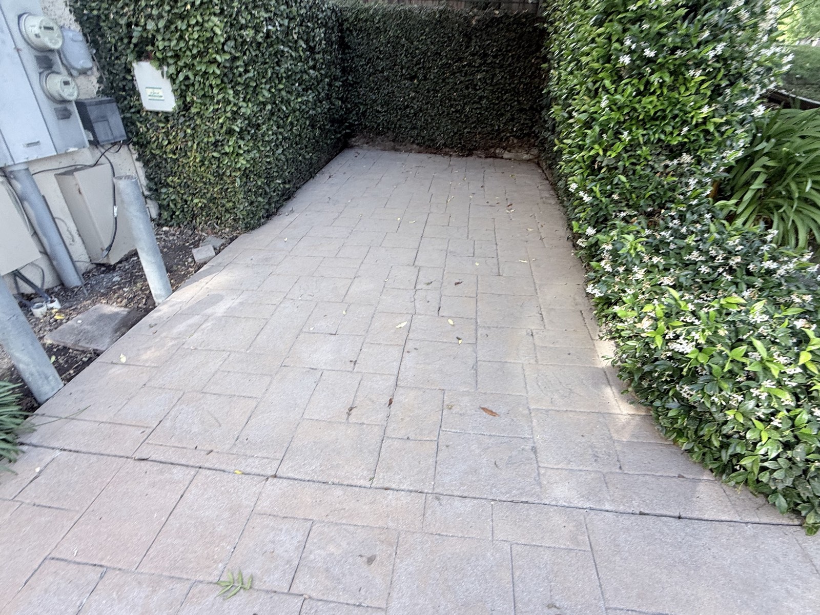 After — side parking pad beside a star jasmine hedge, algae staining fully removed from the pavers