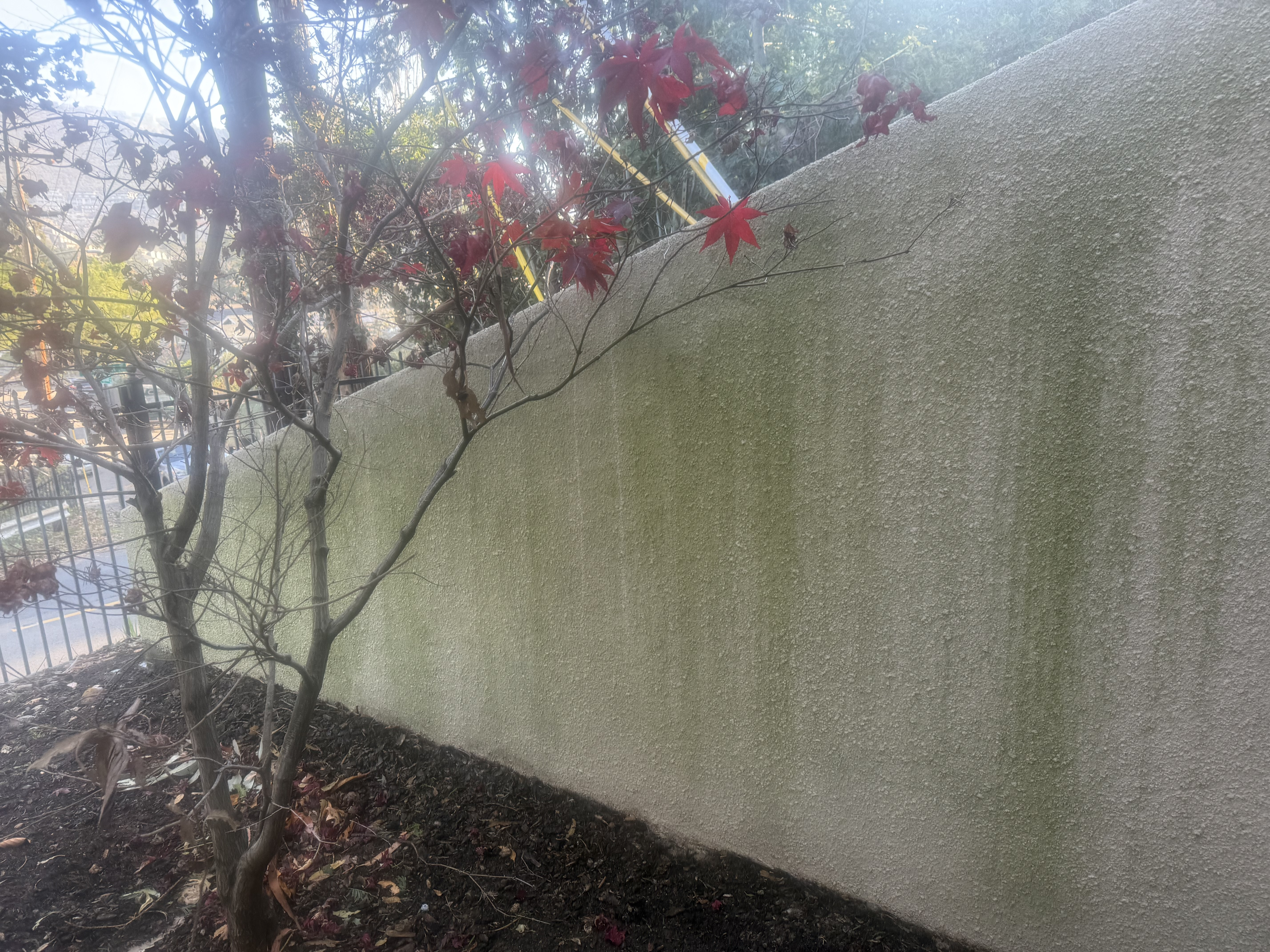 Before — Oakland Hills property showing biological growth on exterior