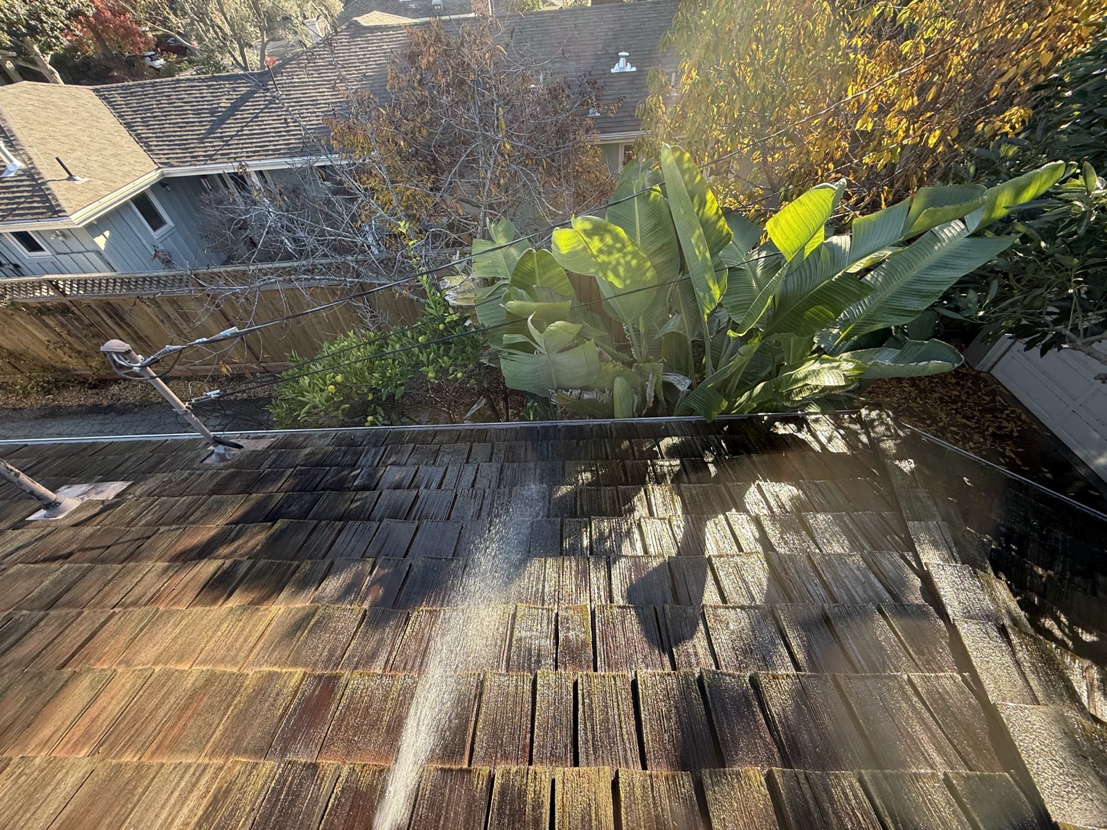 Before — Palo Alto cedar shake roof with biological growth before cleaning