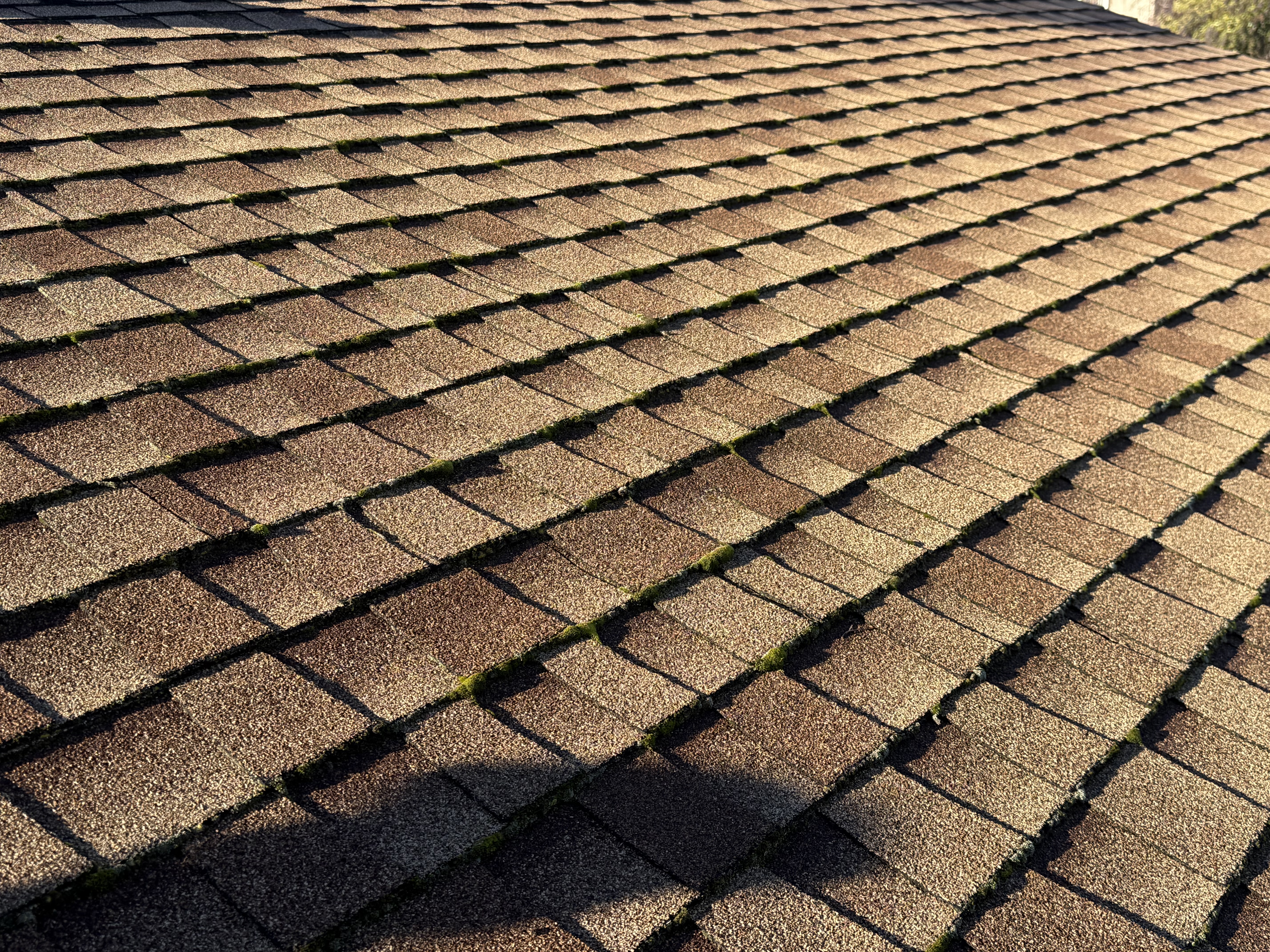 Before — San Ramon roof sections with heavy biological growth before soft wash