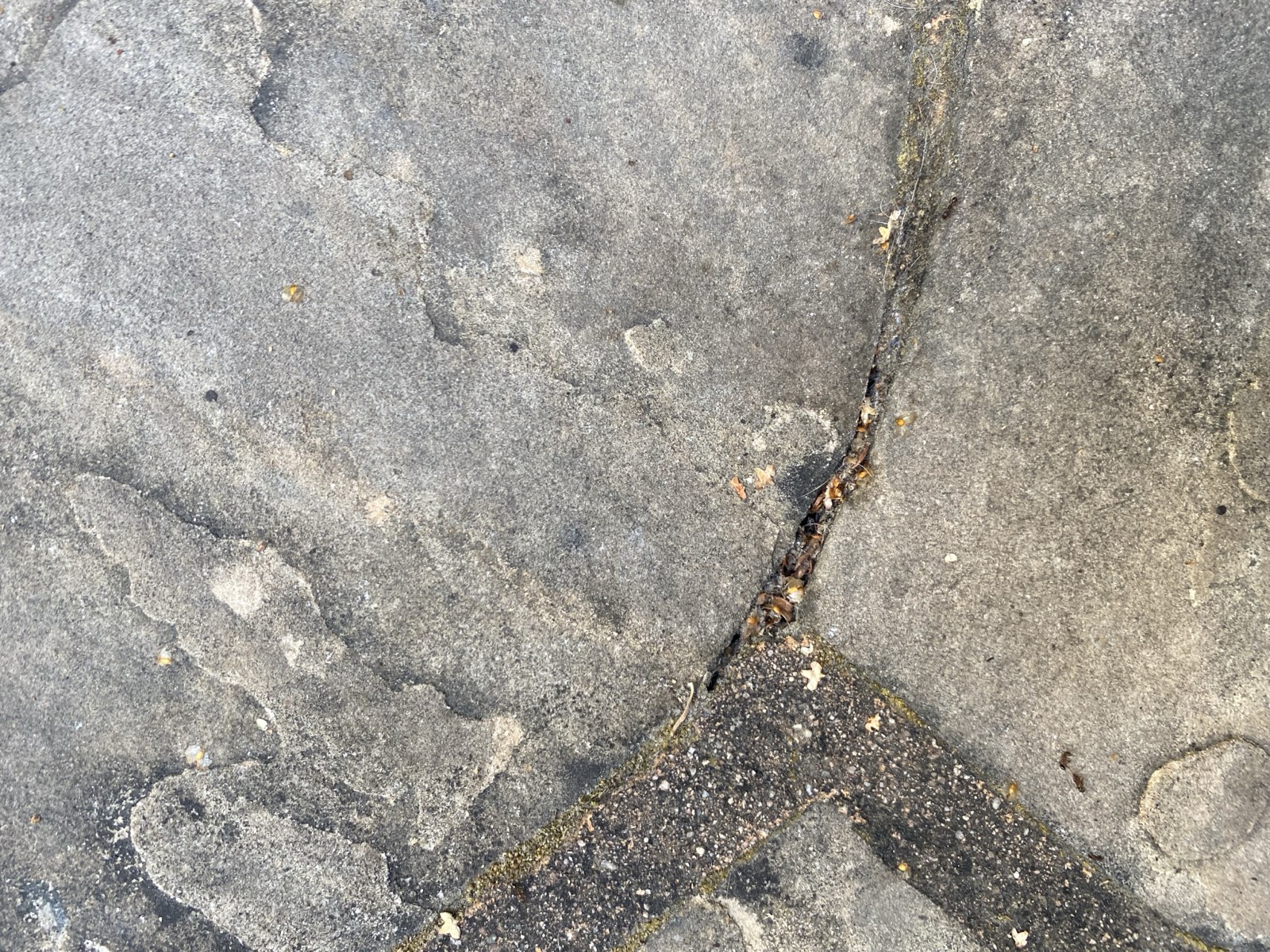 Before — Sunnyvale flagstone walkway with algae and dark organic staining